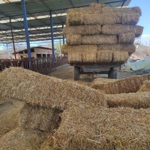 หญ้าอัลฟัลฟ่าคุณภาพสูงสำหรับปศุสัตว์และปลา บรรจุภัณฑ์ขนาดใหญ่สำหรับผู้ซื้อจำนวนมาก จัดส่งรวดเร็ว ขายส่ง - Product Image 3
