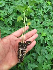Substrat de plateau de semences de haute qualité pour l'ensemencement, les semis, les jeunes plantes ornementales en blocs - Product Image 2