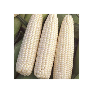 Comercio al por mayor de maíz blanco OMG para productores de piensos e importadores de granos - Product Image 2