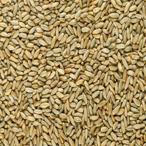 High Quality Organic Ryegrass <b>Seeds</b> Premium Quality South Africa Origin Forage Turf Use Poly Bags <b>Storage</b> Stable Shelf Life - Product Image 1