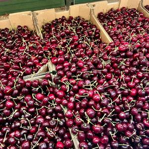 Cerises rouges de première qualité, classe I |   Texture ferme et Brix élevé (18%+ ) |   Récolte fraîche 2026 pour l'exportation - Product Image 3