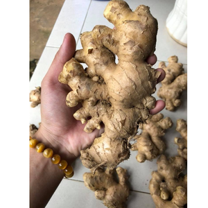 Jengibre fresco y suave con aroma picante, núcleo jugoso, aroma audaz y sensación firme, ideal para moler remojar y aplicaciones culinarias - Product Image 1