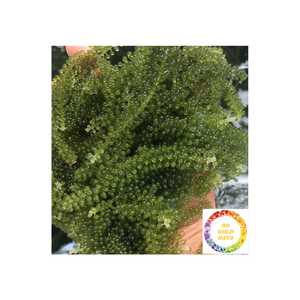 Venta al por mayor de algas marinas uvas frescas listas para comer ideales para ensalada, sushi y cocina japonesa - Product Image 6