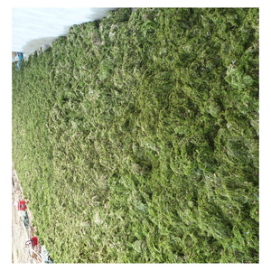 สารสกัดผงสาหร่ายทะเลคุณภาพสูงสำหรับการผลิตปุ๋ยอินทรีย์ ช่วยเพิ่มผลผลิตและระบบการเกษตรที่ยั่งยืน - Product Image 1