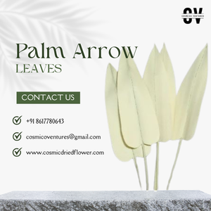 Flores Secas Cosméticas al por Mayor, Decorativas, Ecológicas, de Alta Calidad, Hojas de Palma Secas, Arreglos Florales Secos para Halloween - Product Image 2