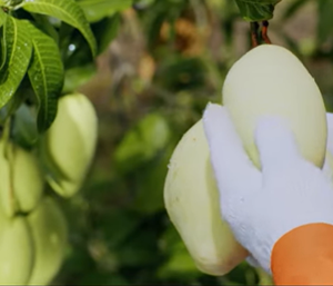 Mango Seco Suave Vietnam Calidad Premium Fruta Tropical Natural Snack Masticable Sabor Dulce Ideal para Exportación Importación y Venta al por mayor - Product Image 1