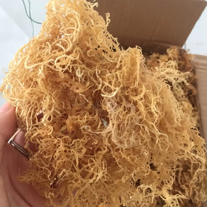 ฝ้ายธรรมชาติแห้ง100% ทะเลมอสแห้งบริสุทธิ์มอสทะเลคอตตอนอบแห้งอุดมไปด้วยสารอาหารที่ดีที่สุดสำหรับอาหารและเครื่องสำอาง - Product Image 1