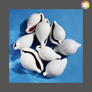 Wholesale Vietnam Cowrie Shells Smooth Glossy Shells for Fashion Jewelry - Product Image 6