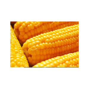 Nuevo cultivo de maíz amarillo sin OGM, alimento seco para animales de alta calidad, bueno para el consumo de animales humanos directamente del proveedor - Product Image 4