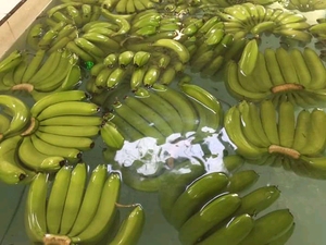 Wholesale <b>Fresh</b> Cavendish <b>Banana</b> Grade a Premium Quality All Year Round Cavendish Type Good Prices in Vietnam for Export - Product Image 6