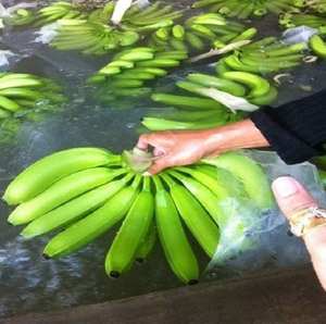 Plátanos Cavendish Verdes Frescos, Certificados GAP, de Vietnam, Marca Gimex, Calidad Superior, Empaque de 13 kg, en Venta - Product Image 5