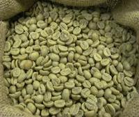 Nouvelle Récolte 2024 Café Robusta du Vietnam Grains Verts Grade 1 Poli à Humide Sacs de Jute de 60 kg Certifié ISO/HACCP Haute Qualité Prix Bas