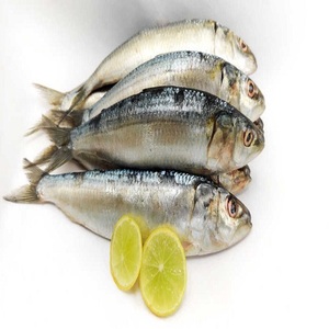 Sardinas HGT Congeladas para Enlatar - Product Image 2