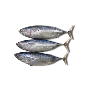 Atún Fregata Entero Congelado al por Mayor, Sin Grasas Trans, Exportación de Mariscos - Product Image 2