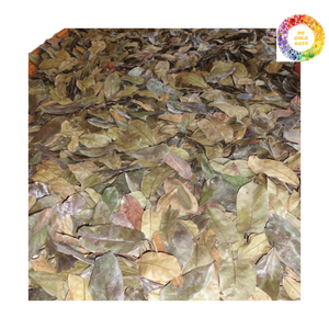 Feuilles de Graviola séchées au soleil naturelles du Vietnam-Feuilles de corossol propres et aromatiques provenant de régions réputées - Product Image 5