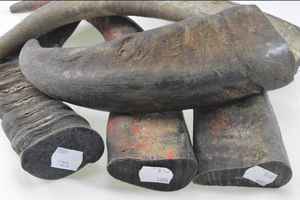 BEST HORN COMPANY Black Buffalo Horn Long Bow Strips 5 + 10 PULGADAS Performance Eyewear Tips Handcrafted in India - Product Image 3