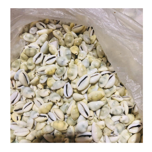 99 Gold Data Vietnam Supplies Cowrie Shell for <b>Necklaces</b> Bracelets and Craft Decorations Using Cowrie Shell - Product Image 3