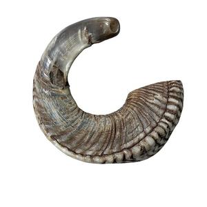 Shofar tradicional Kosher ecológico, Shofar de cuerno de carnero pulido con acabado natural, artesanía de bajo precio en la India - Product Image 3
