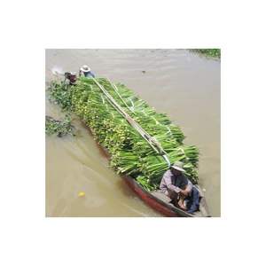 PRODUCTO JACINTO DE AGUA SECA MEJOR PRECIO EN VIET NAM MATERIAL HECHO EN VIET NAM FORMA BLUE LOTUS FARM VIET NAM - Product Image 2