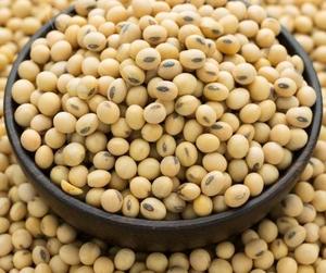 <span class=keywords><strong>Soja</strong></span> naturel séché en vrac, grains uniformes jaunes, qualité alimentaire, 25 kg, pour transformation alimentaire et exportation, à vendre - Product Image 4
