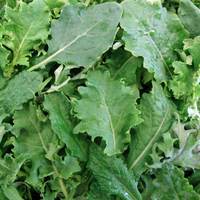 Concombres frais biologiques de haute qualité 100% naturels en sac/carton de 10 kg au prix de gros