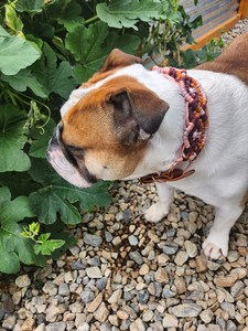 Collier de chien durable réglable en Offre Spéciale un bouton en coton et lin plusieurs couleurs OEM / ODM - Product Image 5