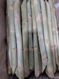 CANNE À SUCRE POURPRE CONGELÉE DE QUALITÉ SUPÉRIEURE FOURNISSEUR EN GROS PRINCIPALES VENTES EXPORTATION EN VRAC CANNE DOUCE NATURELLE PRIX DIRECT D'USINE - Product Image 2