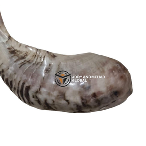 ฮอร์นแท้ shofar แตรธรรมชาติทำด้วยมือสำหรับวัตถุประสงค์ทางศาสนาและการตกแต่ง - Product Image 2