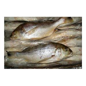 Proveedor Mayorista de Pescado Blanco Congelado Entero en Existencia, Envío Rápido - Product Image 2