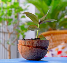 Maceta Ecológica de Alta Calidad Hecha de Cáscara de Coco, Marca Vietnam Viet Fargimex, Modelo S1, Tamaño Personalizado para Decoración de Jardín y Hogar - Product Image 3