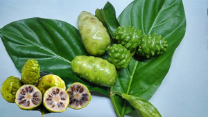 Feuilles de noni séchées tropicales du Vietnam pour les acheteurs de produits à base de plantes et les marques naturelles - Product Image 5