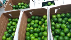 Limón fresco sin semillas para exportación Limón sin semillas de alta calidad en Vietnam / Mr. Ethan - Product Image 6