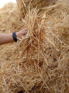 Compre heno de paja de trigo natural a granel para el ganado de caballos y cerdos apoya el crecimiento saludable alto en fibra limpio e ideal para la alimentación - Product Image 3