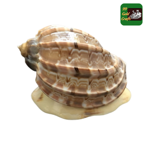 Conchas de Caracol de concha marina decorativas naturales para manualidades DIY, exhibición de Acuario, tema de concha marina costera, Material de decoración artesanal - Product Image 5