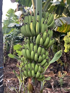 BANANA CAVENDISH DE ALTA CALIDAD CON EL MEJOR PRECIO DE VIET NAM PARA EXPORTACIÓN-BANANA CAVENDISH FRESCO VENTA CALIENTE - Product Image 3