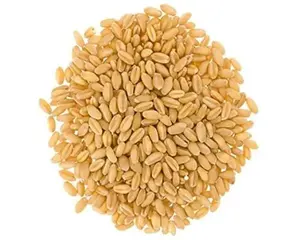 Grano di alta qualità/grano di grano/grano ucraino in vendita/orzo