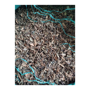 Ingrédient de gelée d'herbe du Vietnam Mesona Chinensis séché avec feuille d'herbe noire utilisé dans les recettes traditionnelles de refroidissement à base de plantes - Product Image 5