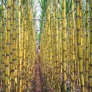 Sucre raffiné directement de Thaïlande, emballage de 50 kg, sucre blanc brésilien Icumsa 45, sucre à vendre - Product Image 5