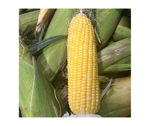 Maíz congelado IQF de alta calidad, Exportación a granel de Vietnam, Envío listo, maíz dulce congelado, la mejor oferta, maíz de exportación de forma completa - Product Image 3