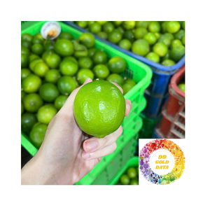 Citron vert frais sans pépins du Vietnam, qualité export, agrumes verts pour l'alimentation, les boissons, les restaurants, vente en gros - Product Image 5