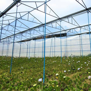 Película de Invernadero Confiable para el Cultivo de Flores en Agricultura, Silvicultura y Pesca Diseñada en Tamaños de Rollo Estándar - Product Image 1