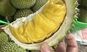 Vente en gros de durian séché de qualité supérieure à meilleur prix de fournisseurs vietnamiens - Product Image 6