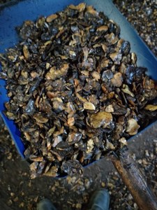 Carcasa de tuerca de anacardo para combustible INDUSTRIAL, para BIO SUPER, oferta, precio barato - Product Image 2