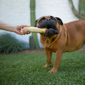 Juguete Masticable Natural para Perros Hecho de Madera de Café - Product Image 5