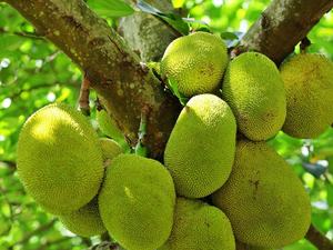 PRODUCCIÓN DE JACKFRUIT CONGELADO DE ALTA CALIDAD DE VIETNAM LA MEJOR ELECCIÓN DE PRECIO 2025 - Product Image 5