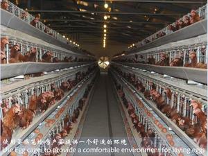 เล้าไก่เหล็กแบบใช้สำหรับนกขนาดใหญ่ซัพพลายเออร์ในจีน - Product Image 6