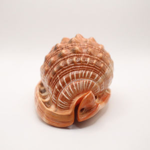 Coque rufa Cypraecassis authentique pour améliorer la décoration intérieure, l'artisanat artistique et les collections de coquillages d'inspiration côtière - Product Image 2