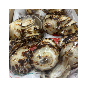 Conchas marinas seleccionadas a mano, concha de Lapa para proyectos de bricolaje-Material artesanal natural artístico para decoración del hogar, arte hecho a mano - Product Image 1