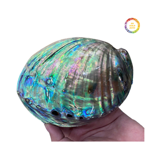 Concha de Abulón Natural sin Pulir para Proyectos de Manualidades y Diseño Personalizado - Product Image 3