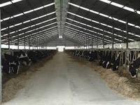 Structure en acier à grande portée pour abri de bétail / hangar à vaches, bâtiment agricole en acier, installation d'élevage laitier
